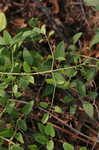 Leatherleaf clematis